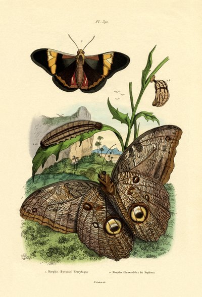 Morpho by French School